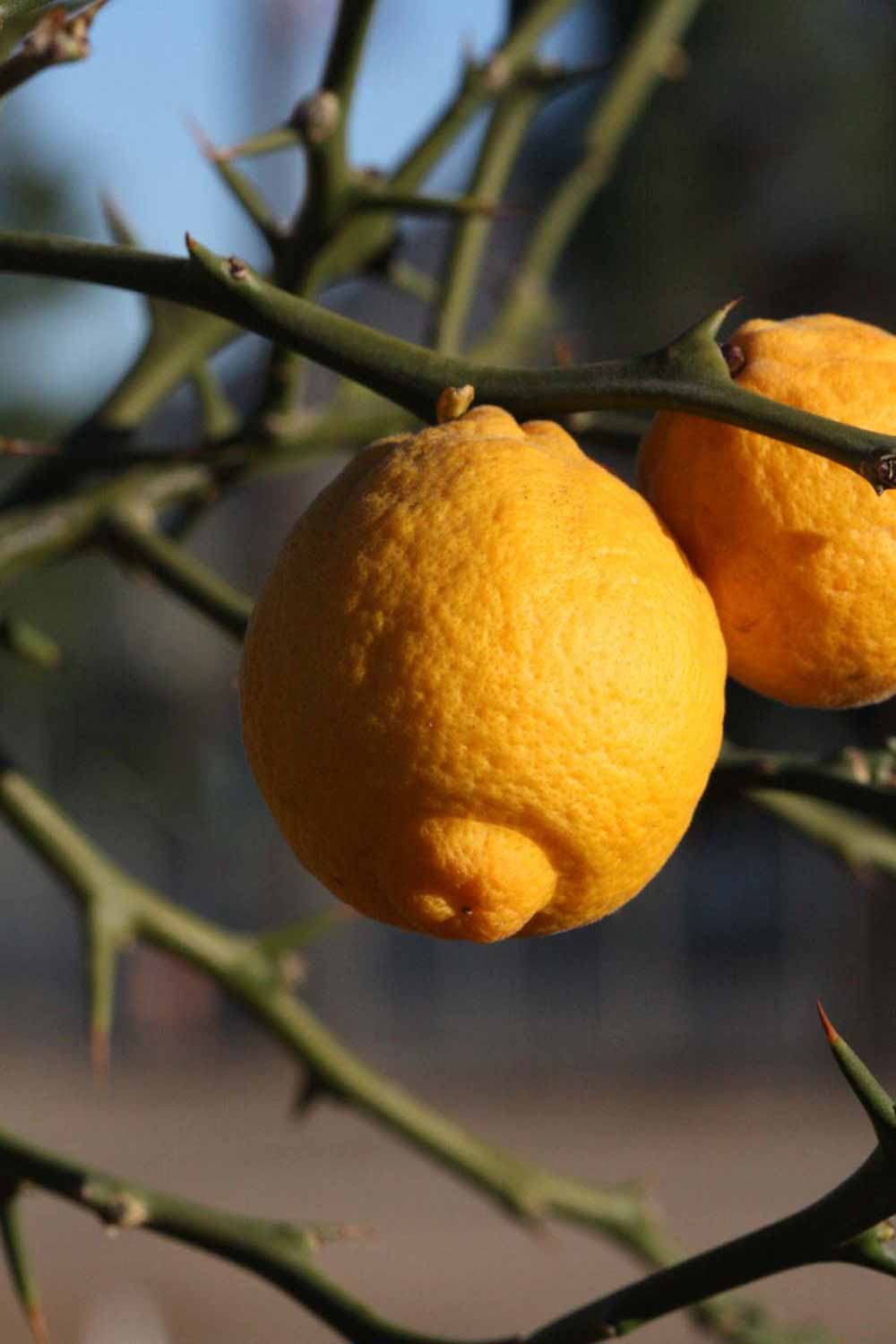                Fruit (Swingle, Riverside, CA)       